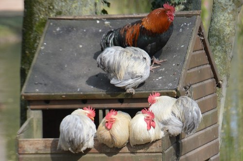 Chicken Coop Ventilation 