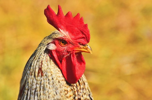 Do Chickens Have Feelings and Emotions?