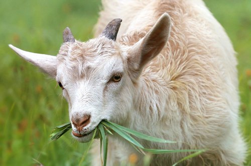 do goats feel love?