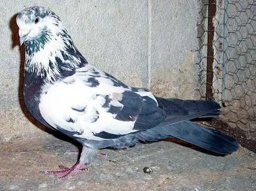 Tumbler Pigeon