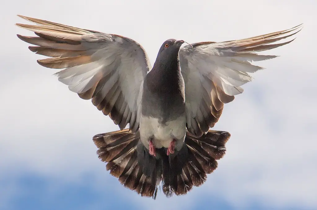 Tumbler Pigeon Breeds