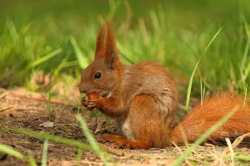 Squirrels Eat Carrots