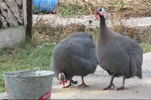 guinea fowls for sale in US