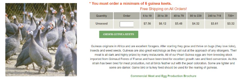 guinea keets for sale