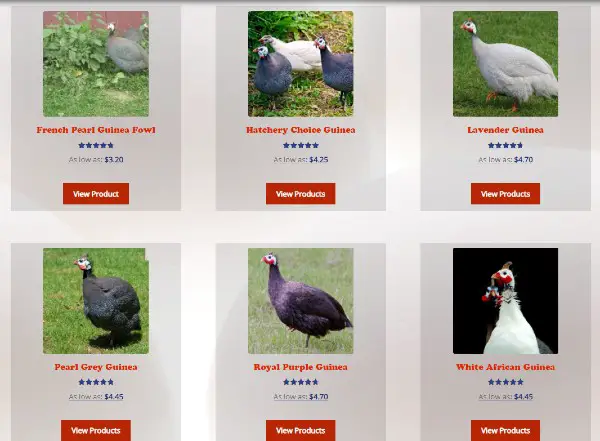 guinea fowls for sale