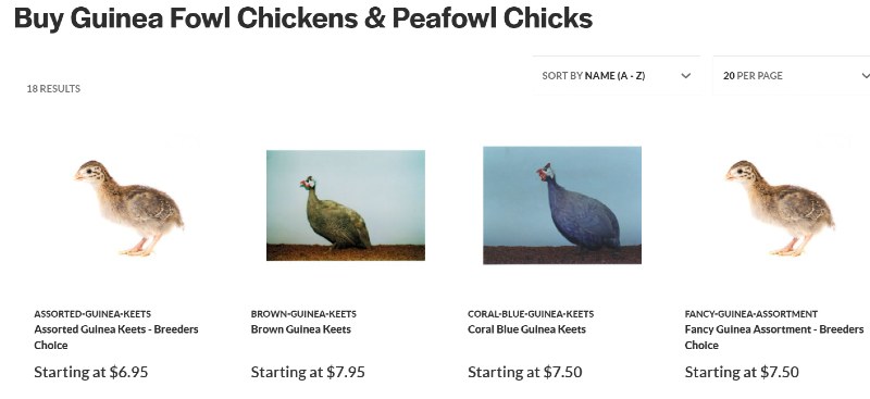 guinea peafowl for sale