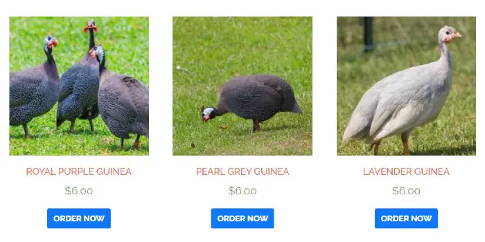 guinea fowl for sale