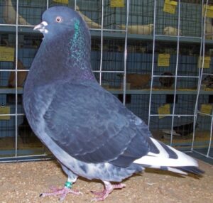 pigeon cooing