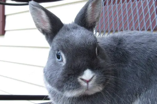 netherland Dwarf Rabbits For Sale