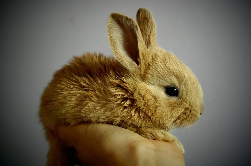 smallest rabbit breeds or dwarf bunnies
