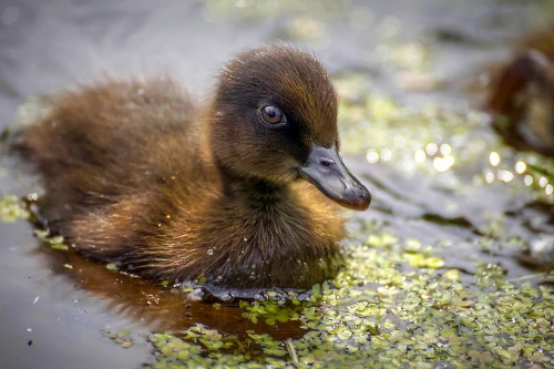 What Do Wild Baby Ducks Eat?