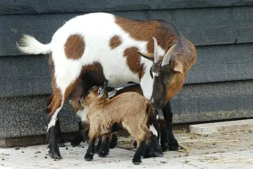 goats on homestead farm