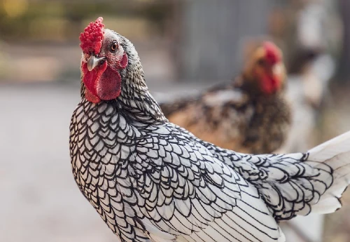 gold laced chicken breeds