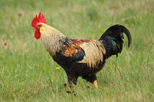 golden duckwing chicken breed