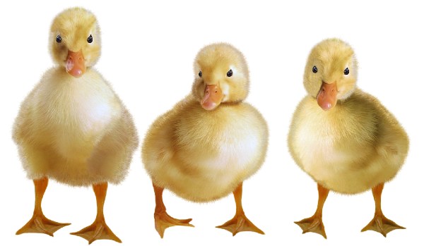 male vs female ducks difference 