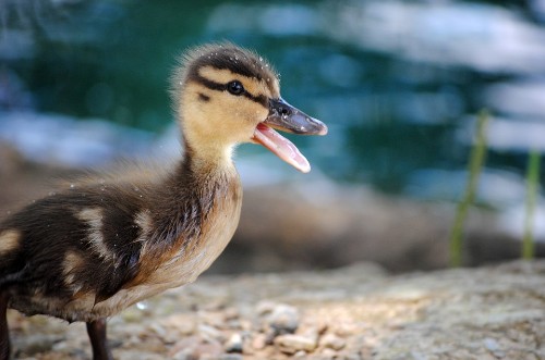 what do wild baby ducks eat