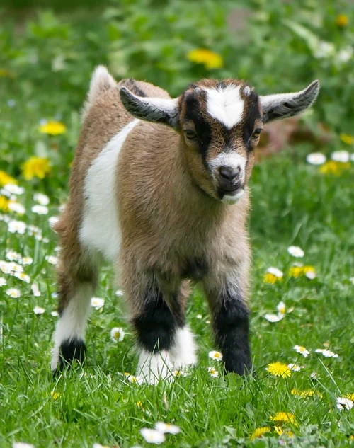 male and female goat names