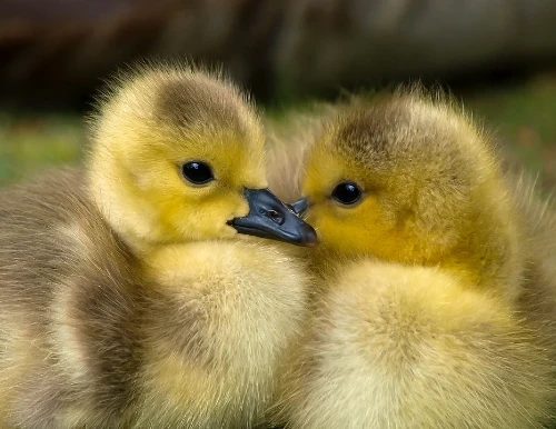 duck names for boys and girls