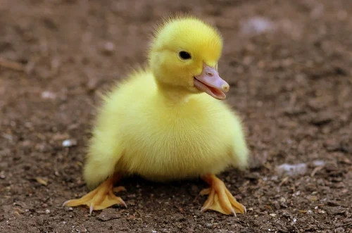 duckling names