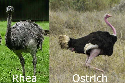 rhea vs ostrich differences