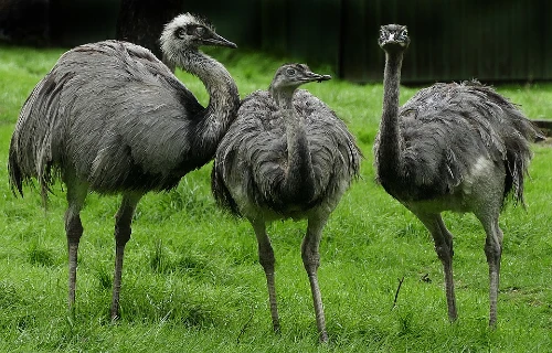 rhea vs ostrich differences