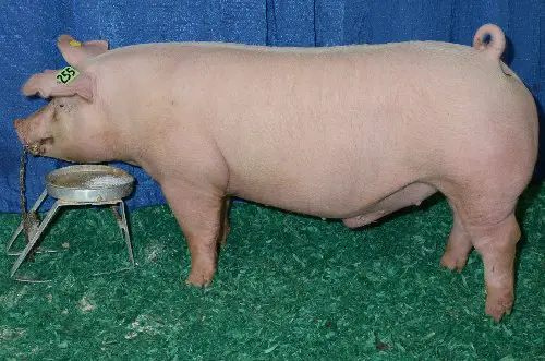Chester White pigs for sale