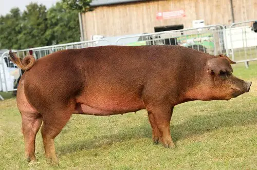 duroc pigs for sale