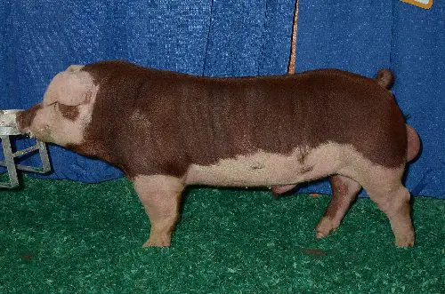 Hereford pigs for sale
