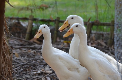 pekin ducks for sale