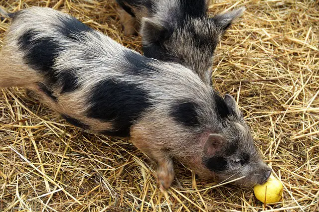 spotted pig for sale