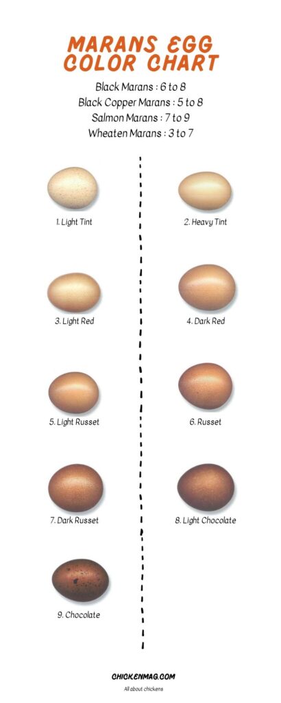 black copper marans egg color chart