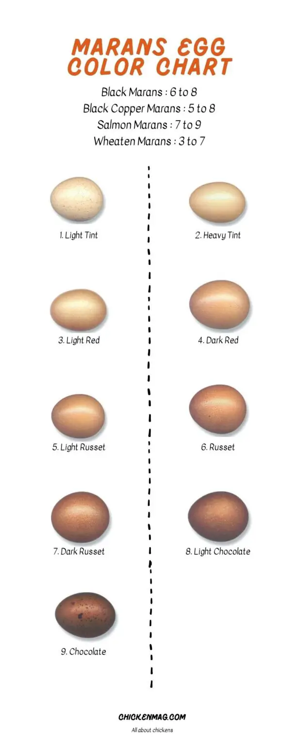 black-copper-marans-egg-color-chart-chickenmag