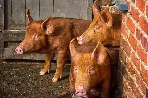 Tamworth Pigs for sale