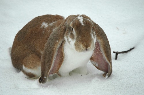 English Lop Rabbits for sale