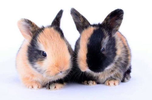 Harlequin rabbits for sale