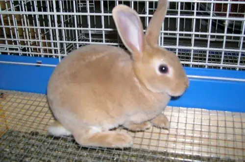 Mini Rex rabbits for sale