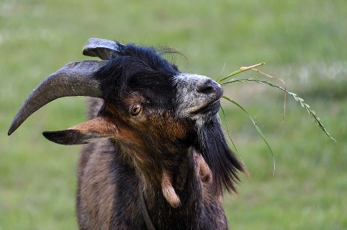 Can Goats Eat Asparagus