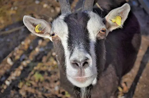 Can Goats Eat Blueberries