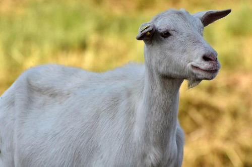 Can Goats Eat Cabbage
