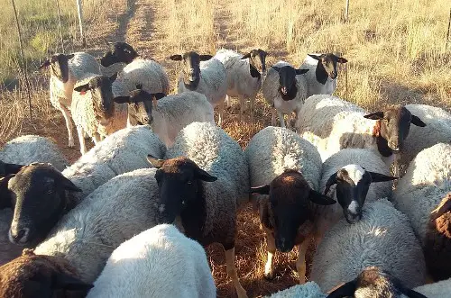 Dorper sheep for sale and breeders in the US