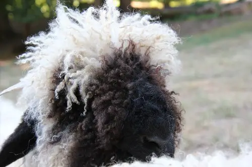 Valais Blacknose sheep for sale