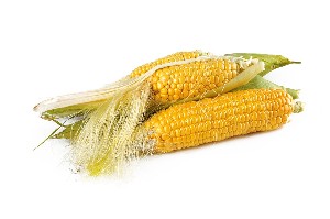 feeding corn to sheep