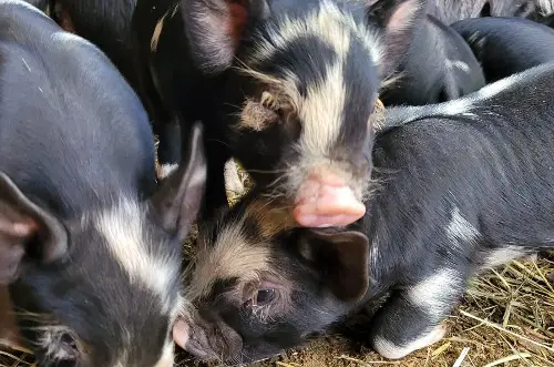 Idaho Pasture pigs for sale