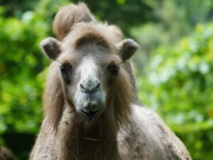 How Much Does A Camel Cost? Price + Worth - ChickenMag