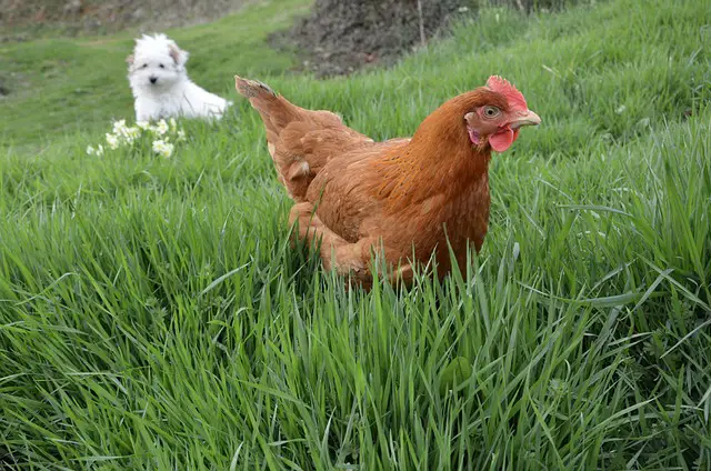 chicken and dog in grass