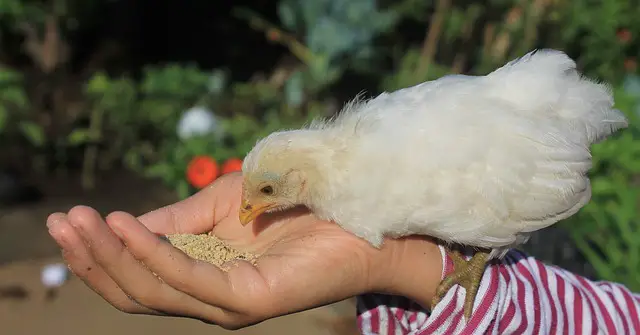 hand feeding chicken