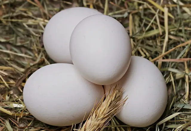 eggs laying on straw