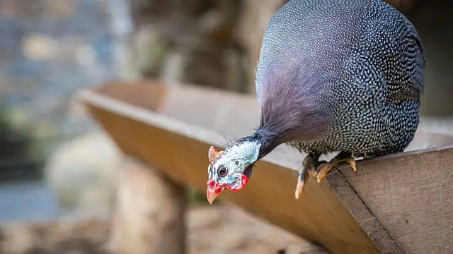 do guinea fowl need a coop
