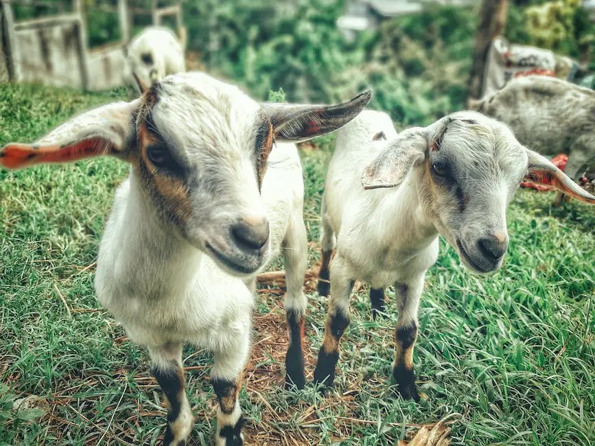 A picture of two Kinder goats, one brown and one white, standing together in a pasture.