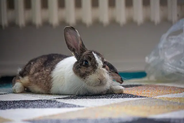 dutch rabbit for sale